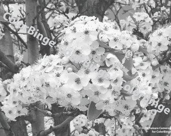 Flores de cerezo infructuosas - página para colorear en escala de grises para adultos