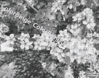 Flores de cerezo - página para colorear en escala de grises para adultos