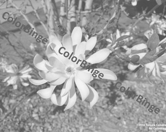 Magnolias - Serie de flores de primavera en escala de grises