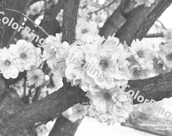 Flores de manzano silvestre - página para colorear en escala de grises para adultos