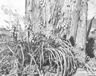 Jacinto de uva - página para colorear en escala de grises para adultos