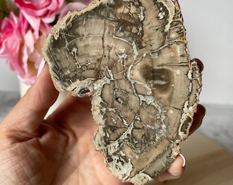 May include: A slice of petrified wood with a brown and white pattern. The wood has a natural, organic shape and is a beautiful example of fossilized wood.