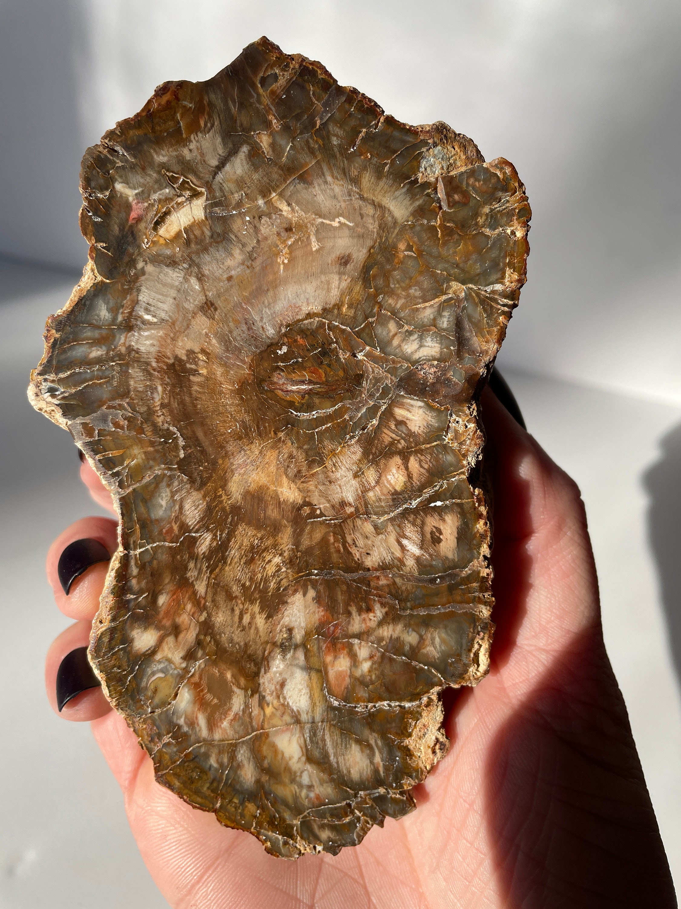 Petrified/fossilized Wood Slab/ Polished/ 4.95"/245g - Etsy