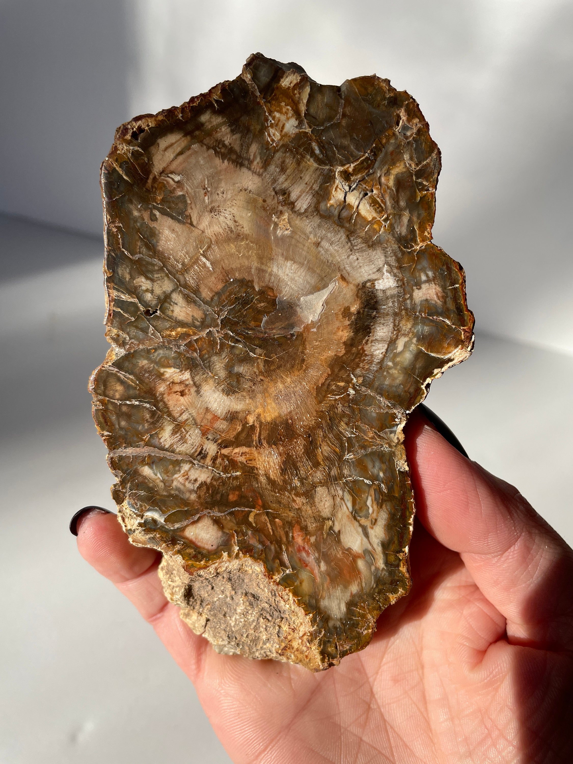 Petrified/fossilized Wood Slab/ Polished/ 4.95/245g | Etsy