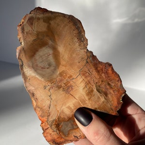 Petrified/Fossilized Polished Wood Slab Polished/5.10&quot;/260g