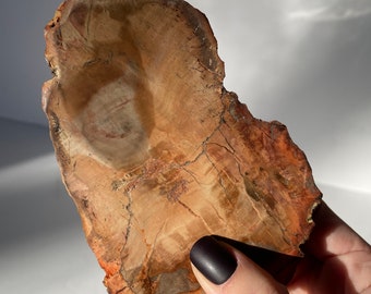 Petrified/Fossilized Polished Wood Slab Polished/5.10"/260g