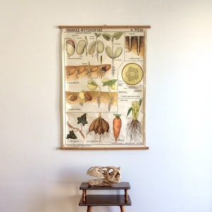 Soorten wortels educatieve schoolkaart, vintage fytologiegrafiek, muurhanger, uittrekkaart, botanische wetenschappen schoolkaart, woondecoratie.