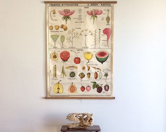 Blossoms & Fruits Educational School Chart, Phytology Vintage Chart, Wall Hanging, Pull down chart, Botanical School Chart, Home Decor.