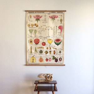 Tabella didattica scolastica di fiori e frutti, tabella vintage di fitologia, da appendere alla parete, da aprire, tabella scolastica botanica, arredamento per la casa.