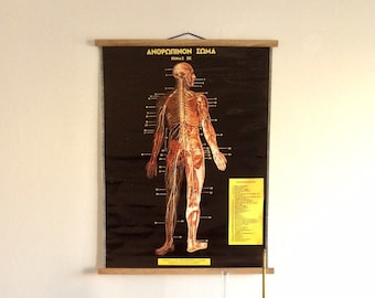 Vintage Anatomy Pull Down Chart: Rare Greek Medical School Poster