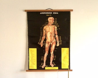 Medical School Chart, Original Anatomy Pull Down Chart, Educational Poster, Rare Antique Anatomy Poster, Vintage Human Body Anatomy.