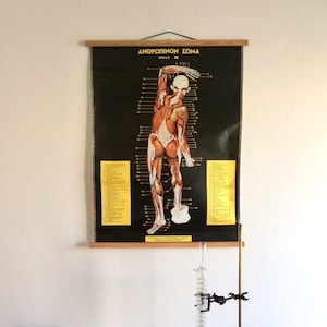 Autentico grafico a discesa di anatomia vintage, raro grafico della scuola di medicina, poster educativo, raro poster di anatomia antica, corpo umano vintage