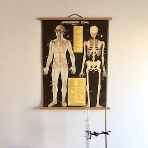 Tabella di anatomia d'epoca, rara tabella di una scuola di medicina, poster didattico, raro poster di anatomia antica.