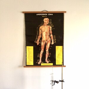 Tabella della facoltà di medicina, tabella anatomica originale a discesa, poster didattico, raro poster antico di anatomia, anatomia del corpo umano d'epoca.