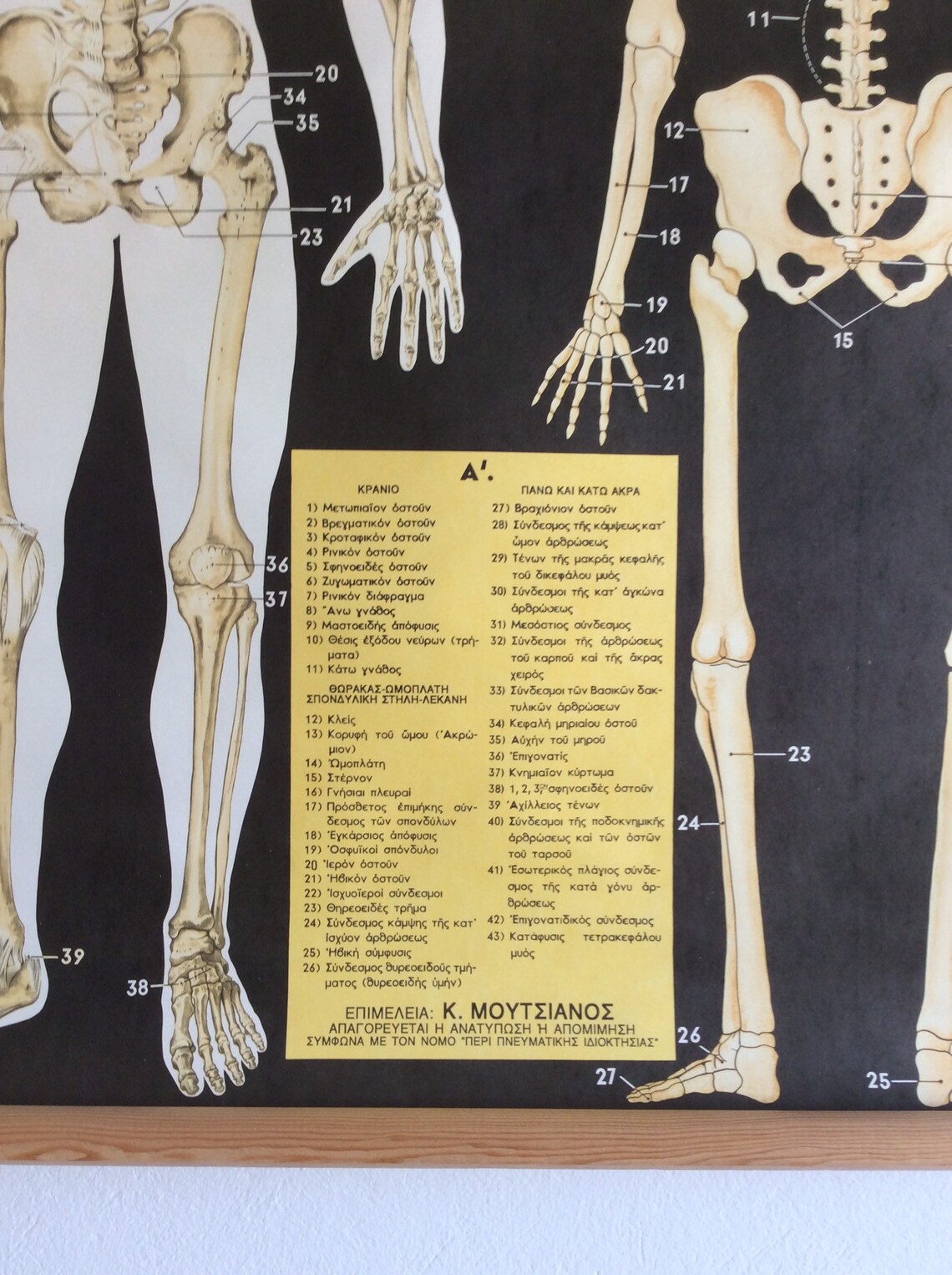 Vintage Anatomy Pull Down Chart: Rare Medical School Poster - Etsy