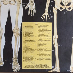 Vintage Anatomy Pull Down Chart: Rare Medical School Poster - Etsy