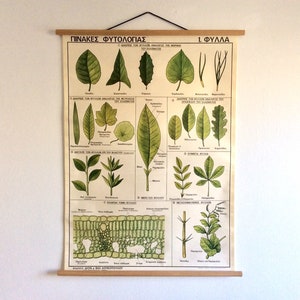 Tabella didattica scolastica sui tipi di foglie, tabella vintage di fitologia, da appendere alla parete, a scomparsa, tabella scolastica di scienze botaniche, arredamento per la casa