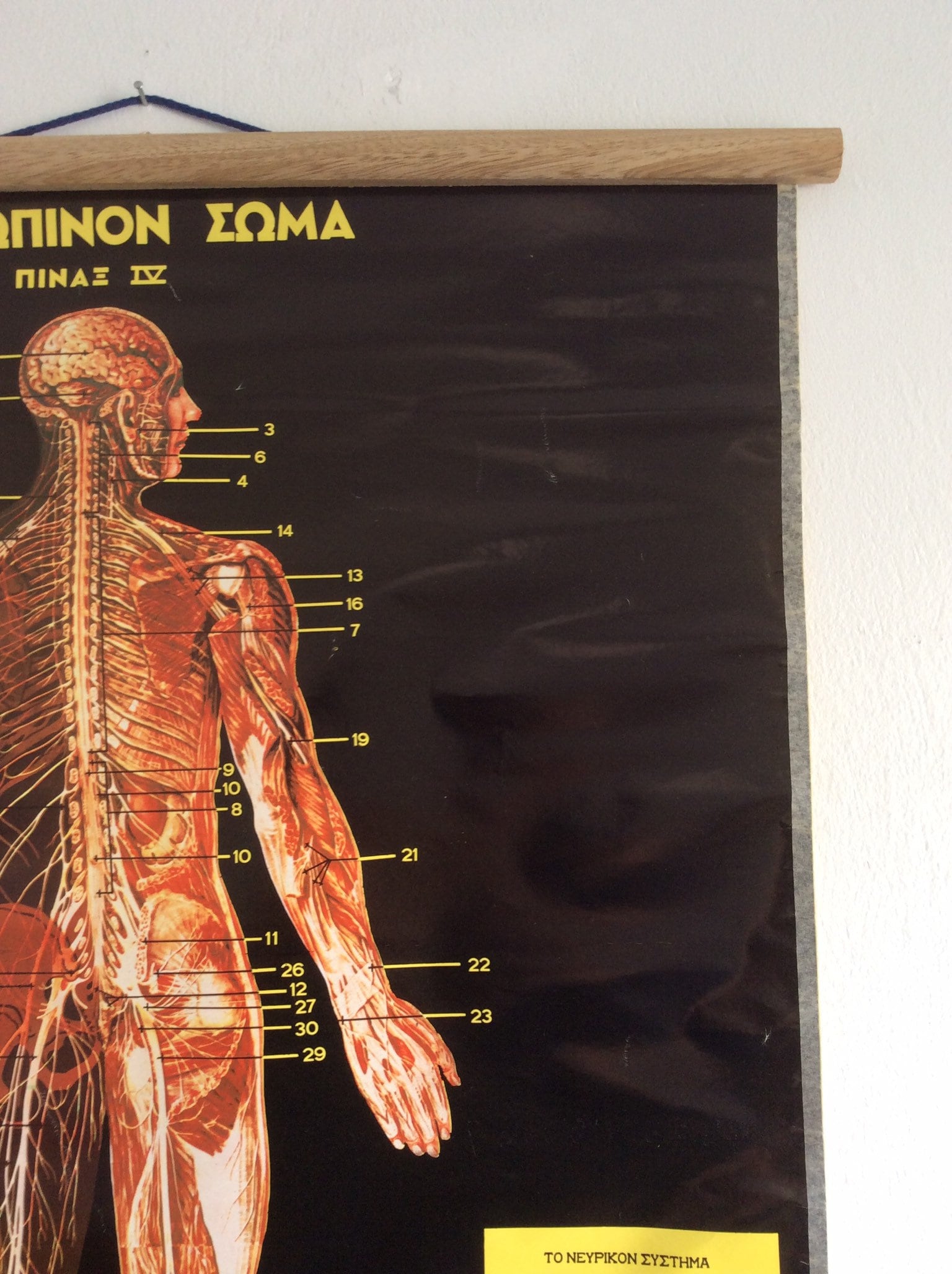 Vintage Anatomy Pull Down Chart: Rare Greek Medical School Poster - Etsy