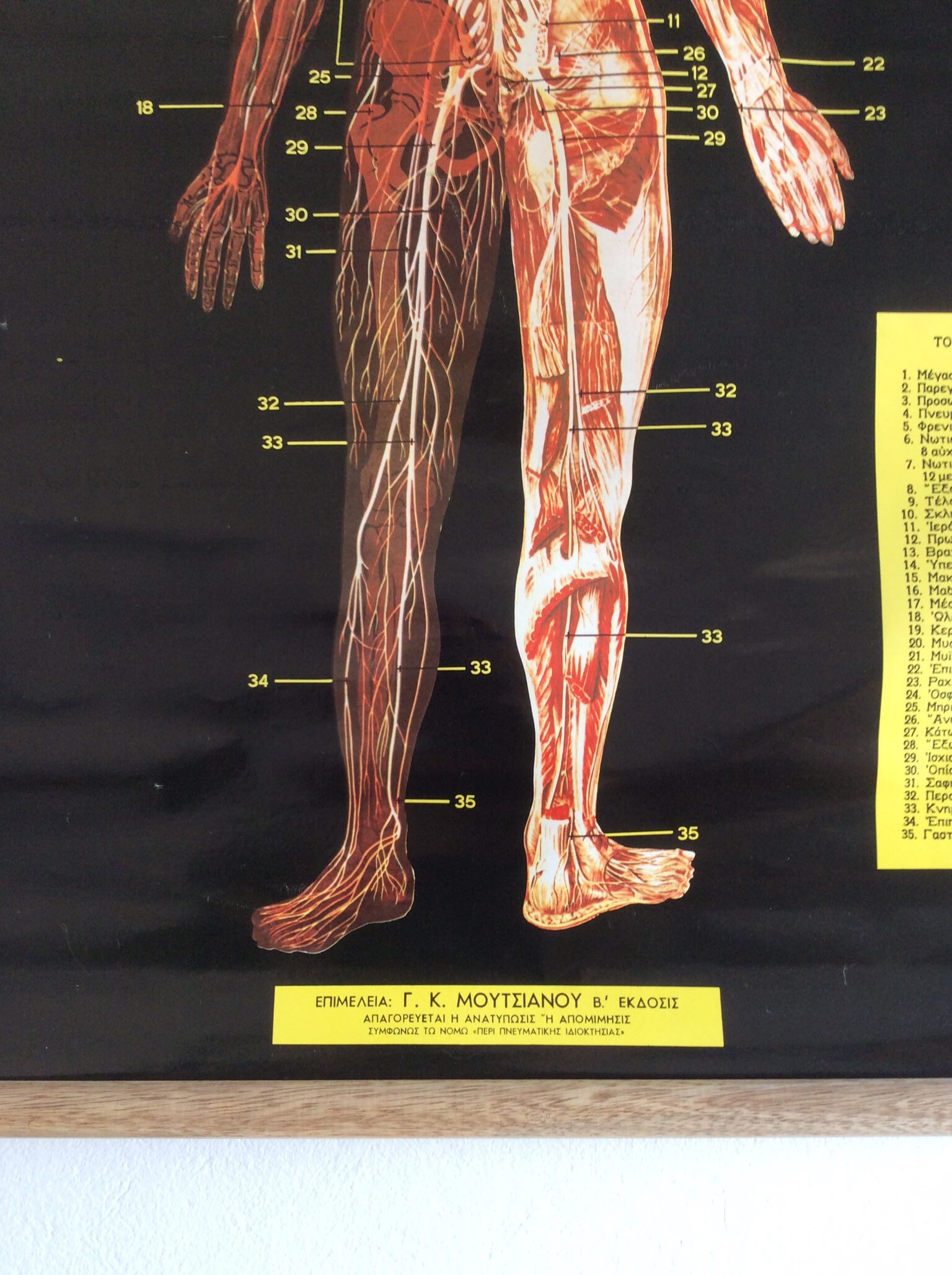 Vintage Anatomy Pull Down Chart: Rare Greek Medical School Poster - Etsy