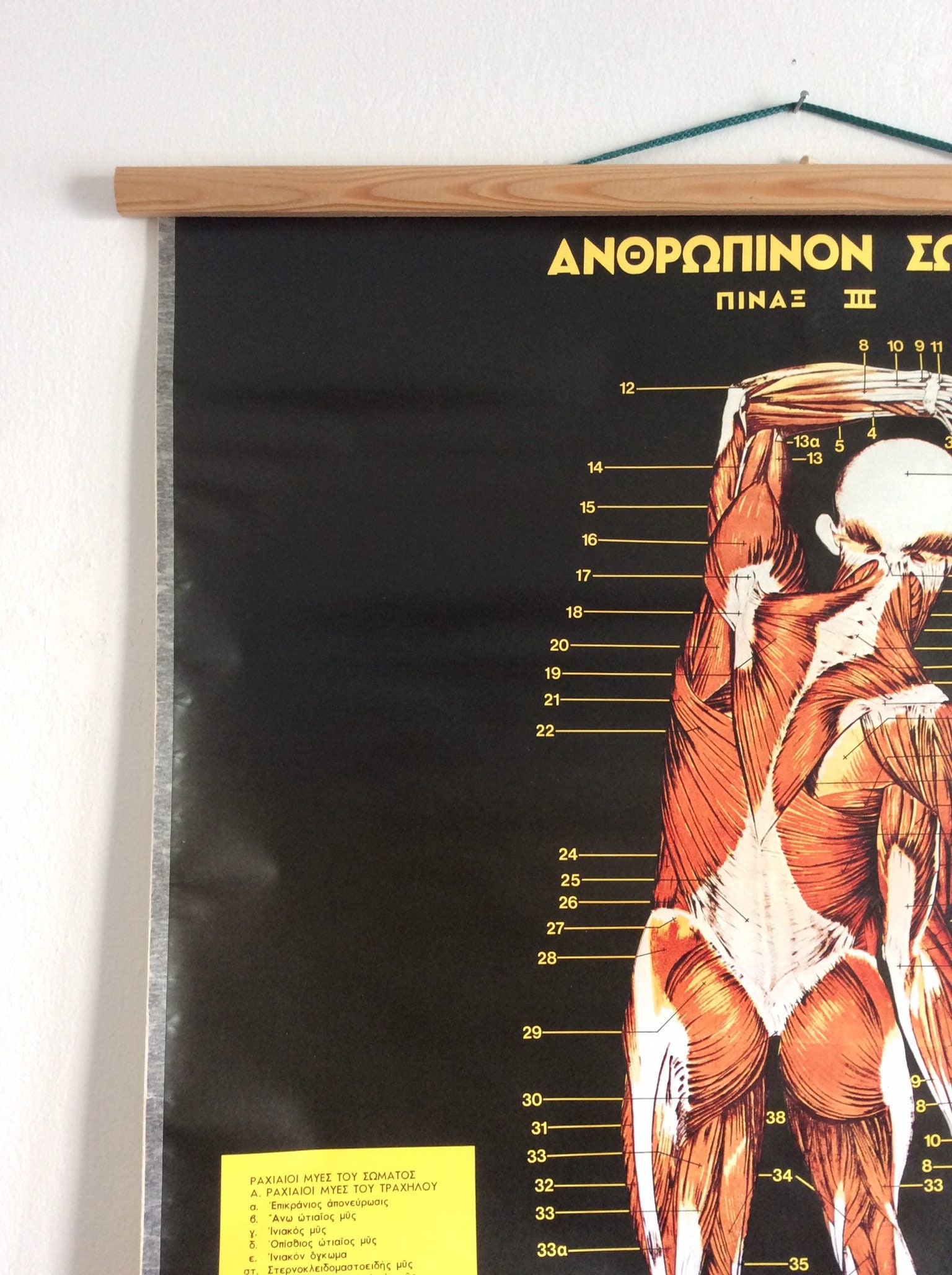 Authentic Vintage Anatomy Pull Down Chart Rare Medical School | Etsy