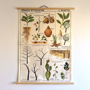 Soorten spruiten Educatieve schoolkaart, vintage fytologiekaart, wanddecoratie, uittrekkaart, botanische schoolkaart, woondecoratie.