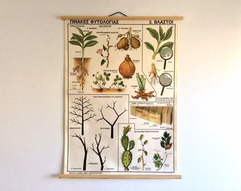 Types of Sprouts Educational School Chart, Phytology Vintage Chart, Wall Hanging, Pull down chart, Botanical School Chart, Home Decor.