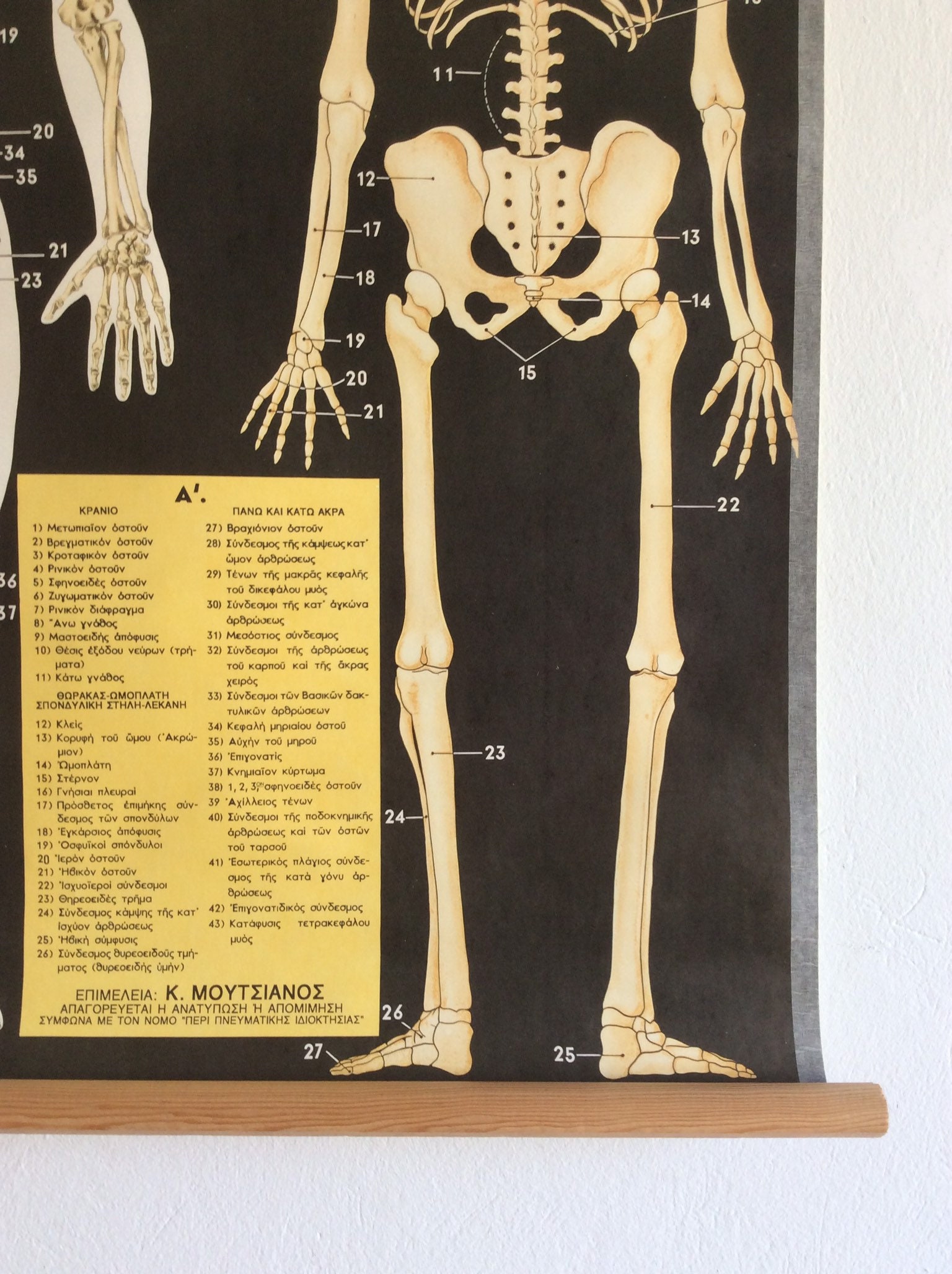 Vintage Anatomy Pull Down Chart: Rare Medical School Poster - Etsy