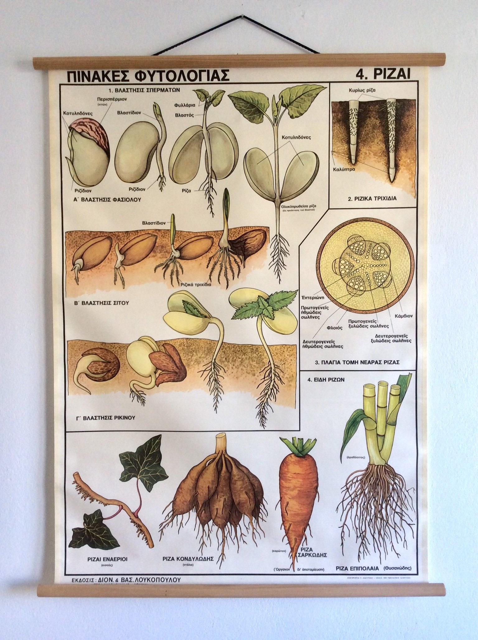 Vintage Types of Roots School Chart: Botanical Wall Hanging - Etsy