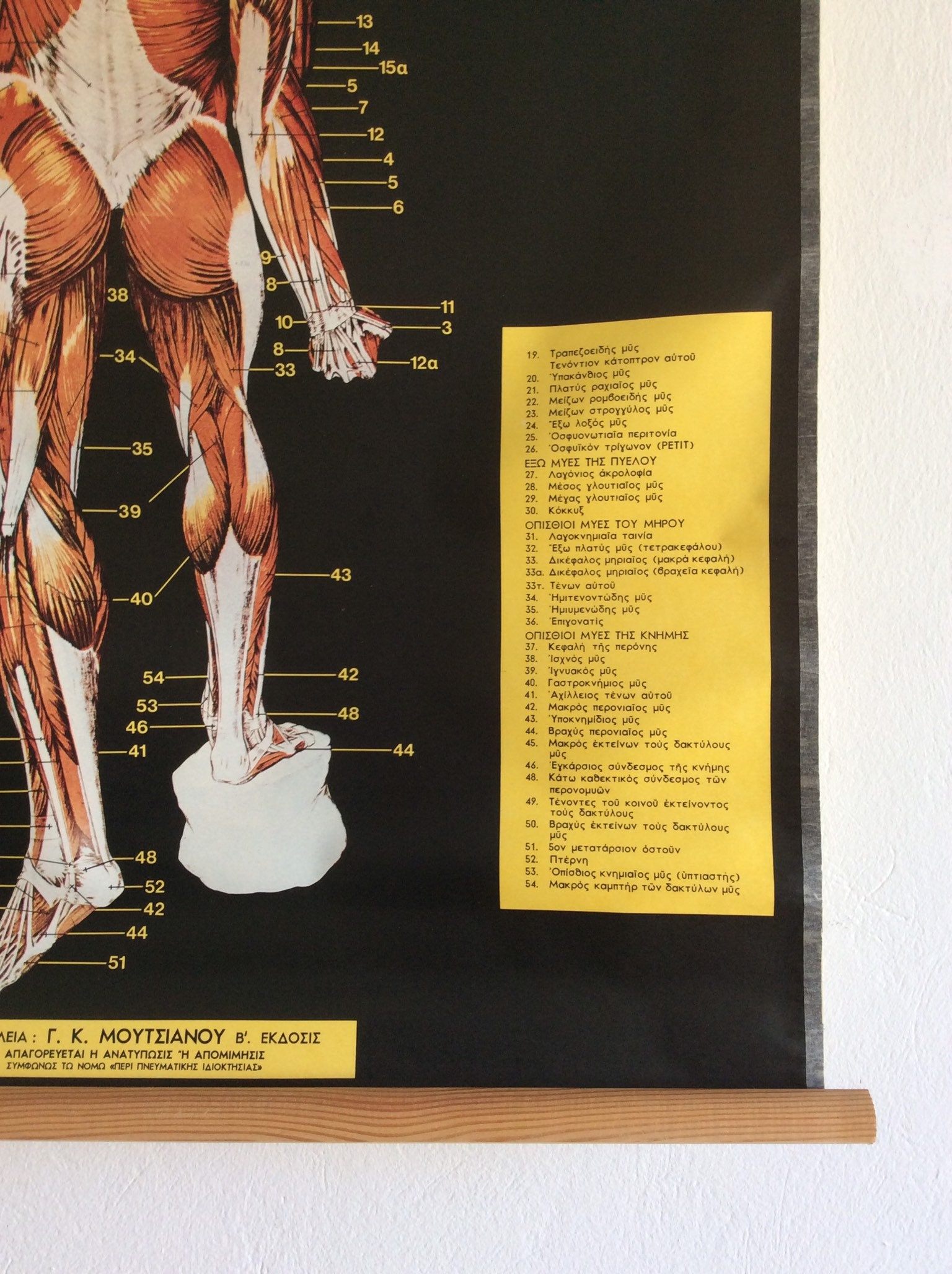 Authentic Vintage Anatomy Pull Down Chart Rare Medical School | Etsy