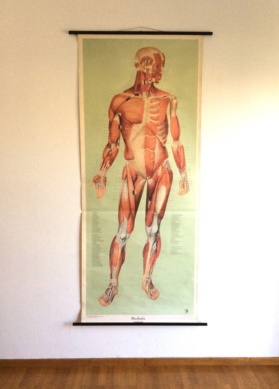 Full Body Anatomy Chart