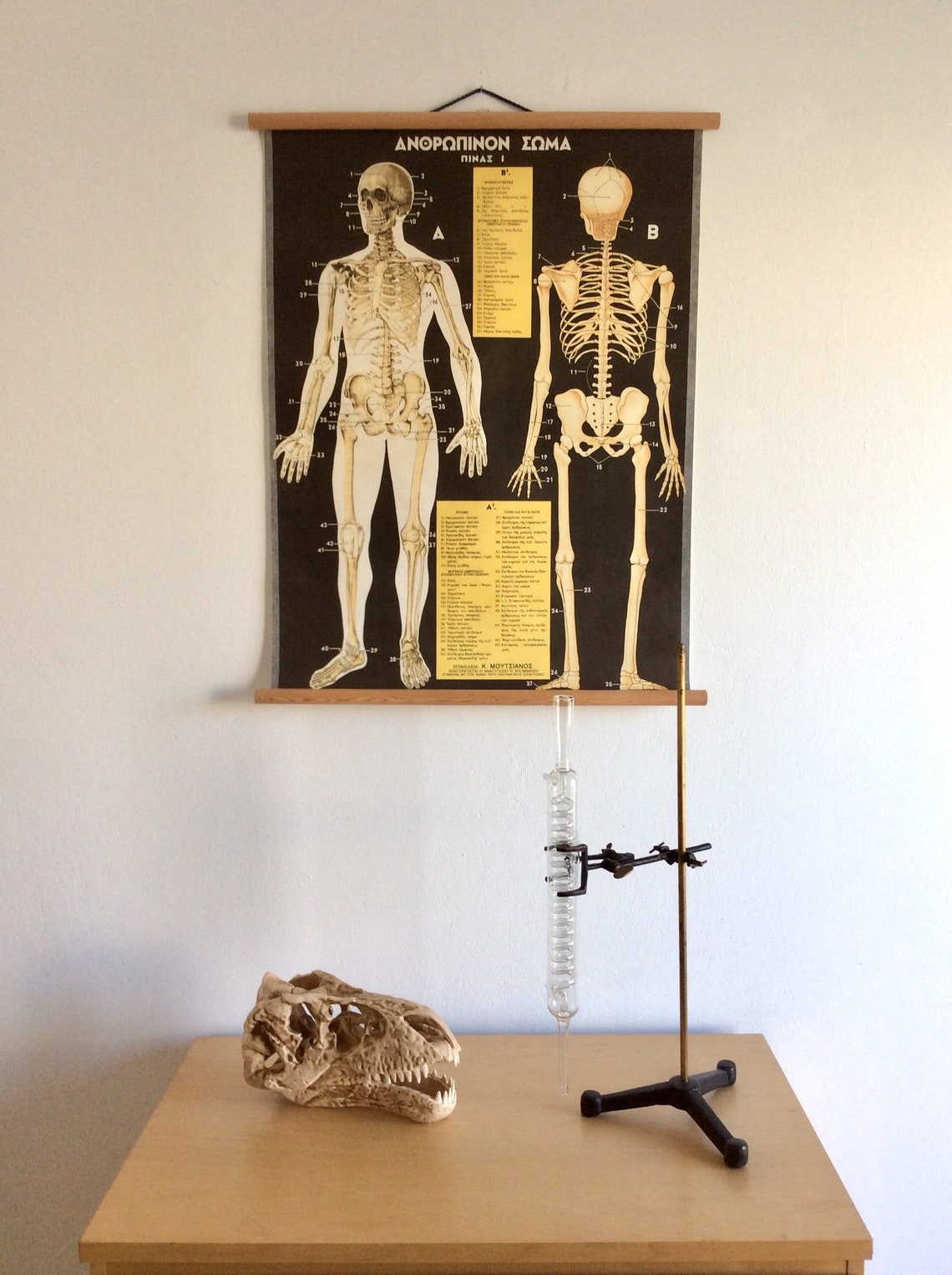 Vintage Anatomy Pull Down Chart: Rare Medical School Poster - Etsy