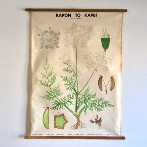 Carum Carvi Plant Vintage Educational School Chart, Phytology Vintage Chart, Wall Hanging, Pull down chart, Botanical School Chart.