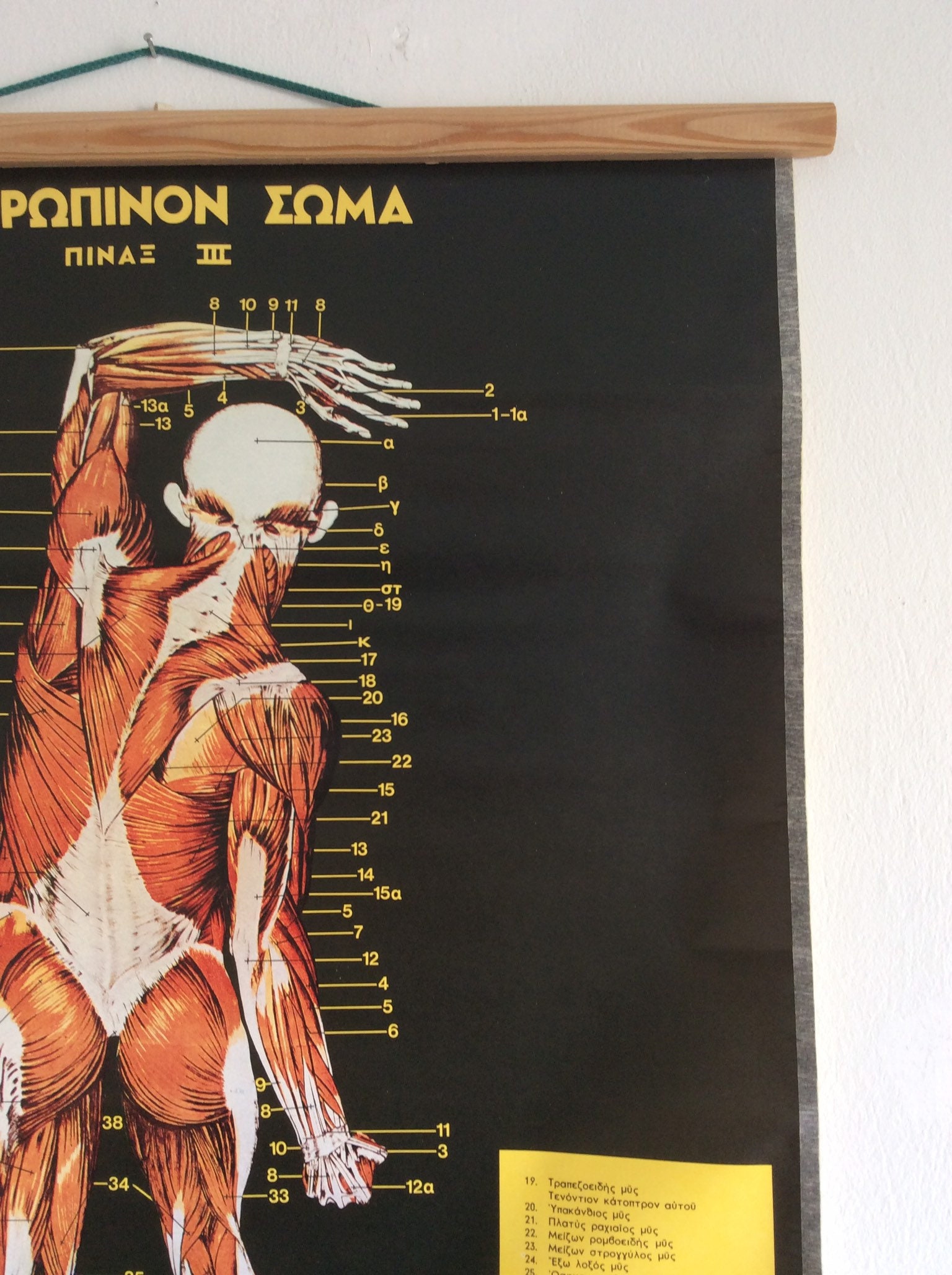 Authentic Vintage Anatomy Pull Down Chart Rare Medical School | Etsy