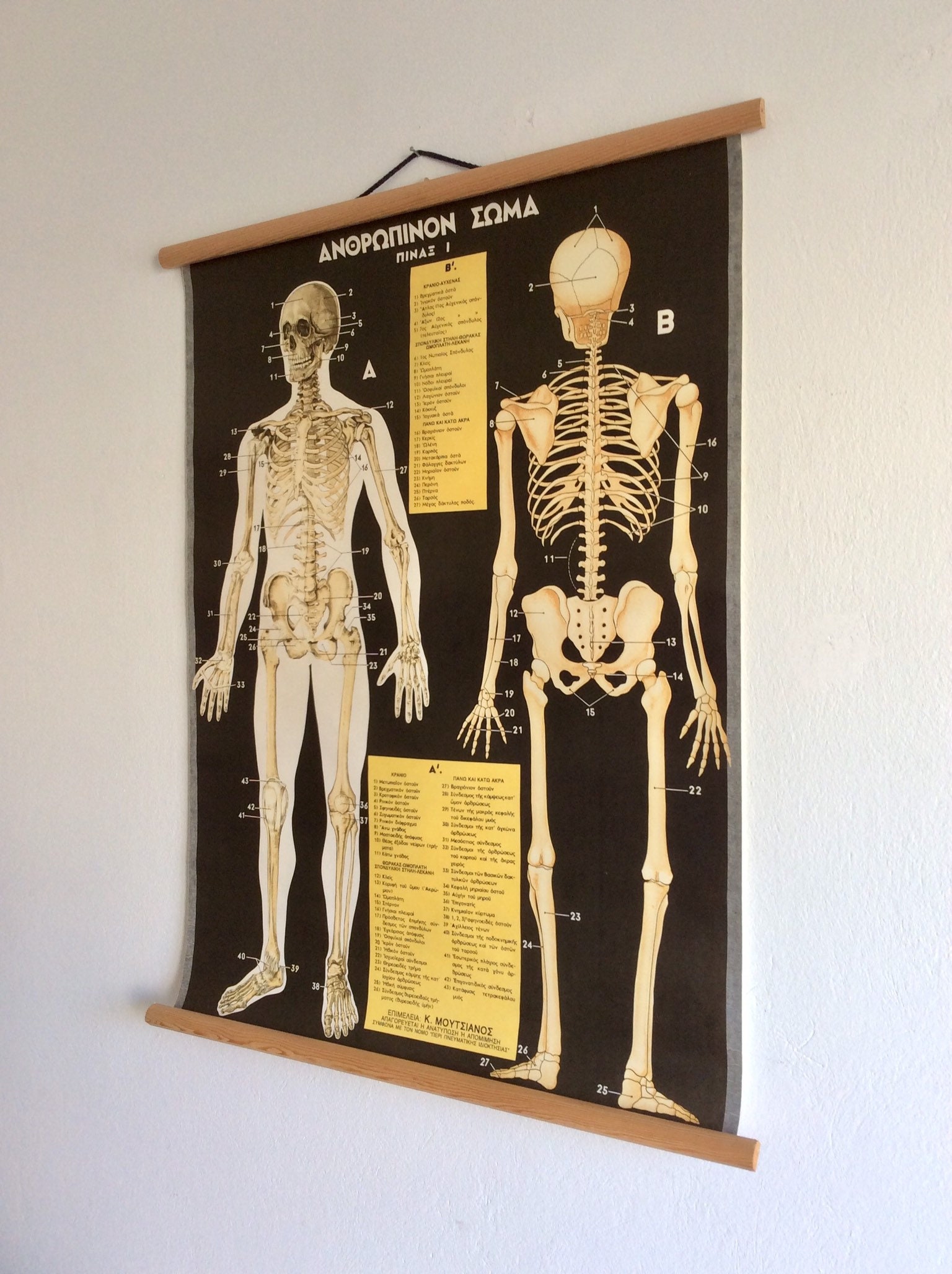 Vintage Anatomy Pull Down Chart: Rare Medical School Poster - Etsy
