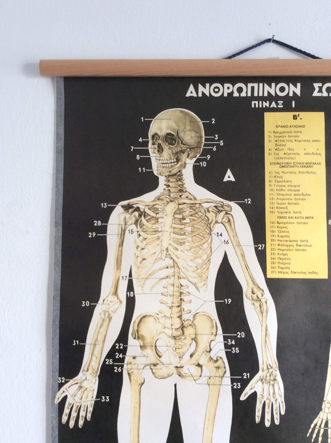 Vintage Anatomy Pull Down Chart: Rare Medical School Poster - Etsy