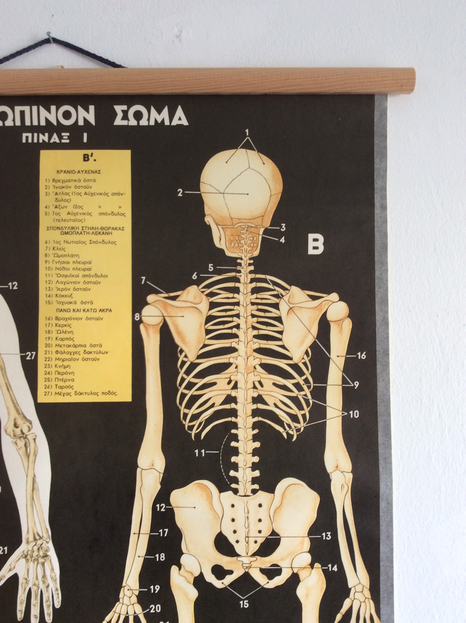 Vintage Anatomy Pull Down Chart: Rare Medical School Poster - Etsy