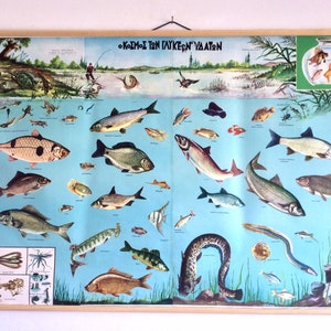 Gráfico vintage de peces de agua dulce, póster de peces de agua dulce, mapa de extracción de peces, gráfico de escuela de peces, tirada de litografía hacia abajo, decoración de pared.