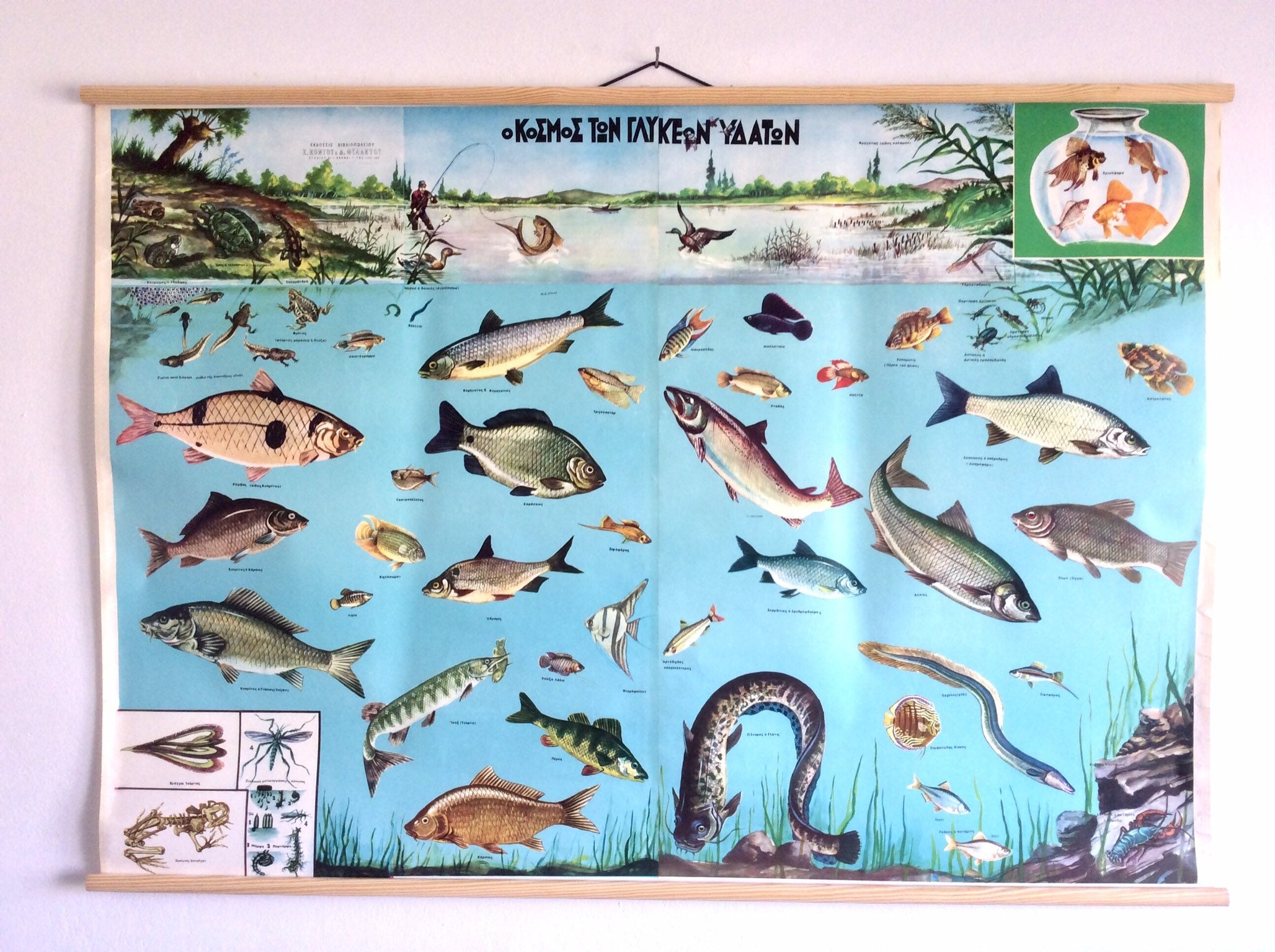 School fish poster