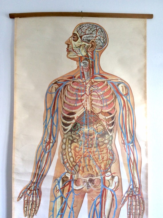 Vintage Anatomy Chart