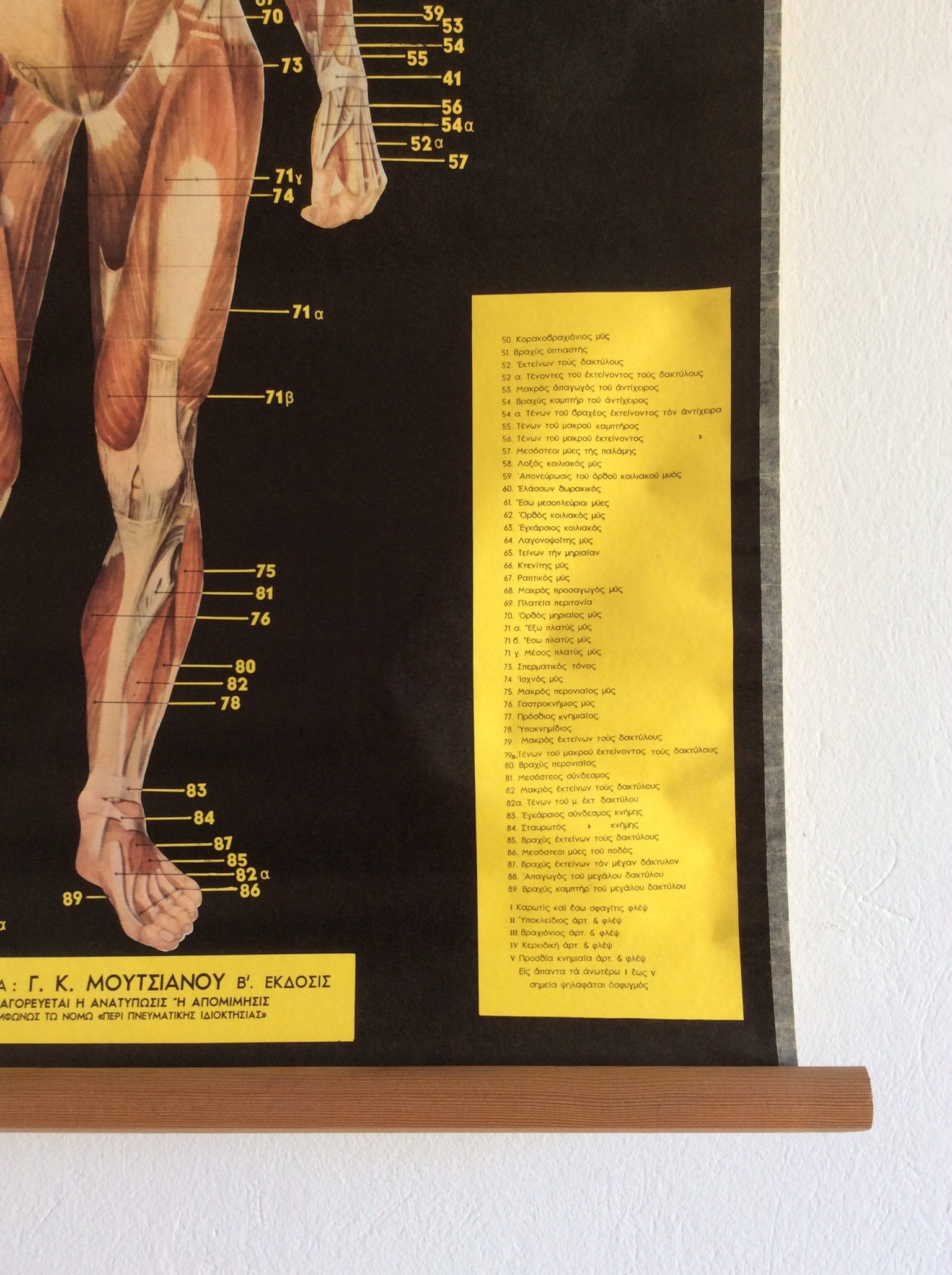Vintage Anatomy Pull Down Chart: Medical School Educational Poster - Etsy