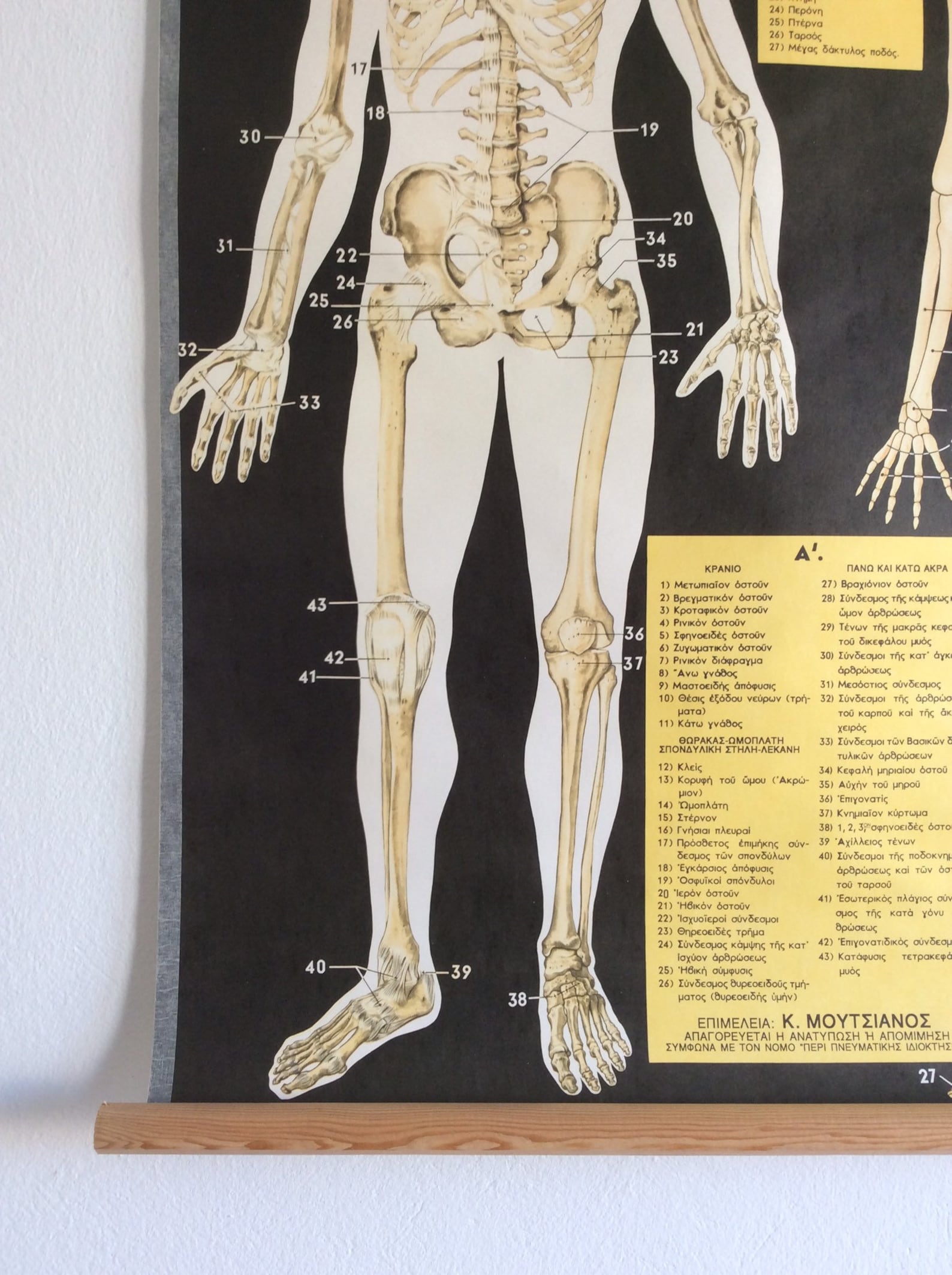 Vintage Anatomy Pull Down Chart: Rare Medical School Poster - Etsy