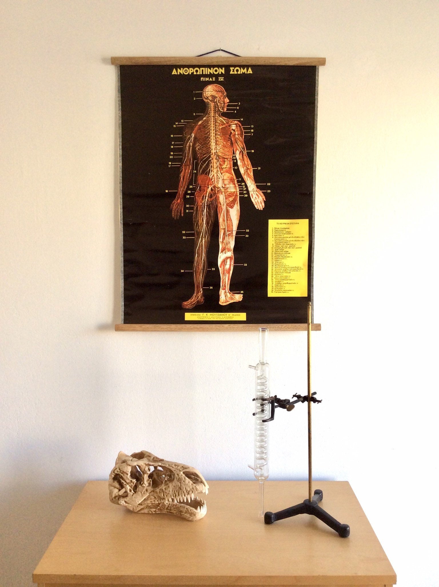 Vintage Anatomy Pull Down Chart: Rare Greek Medical School Poster - Etsy