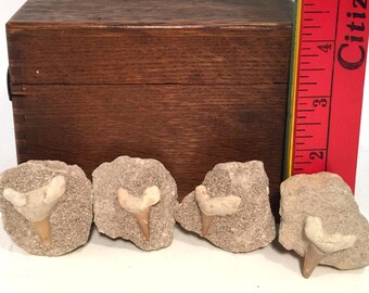 Shark Tooth Fossil, Prehistoric Fossilized Specimans, Petrified Sharks Teeth, Group of 4 Teaching Aid,
