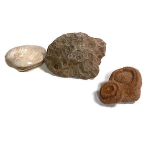 Fossil collection, lot, water life, stromatolite, Hexagonoria coral,  polished clam,