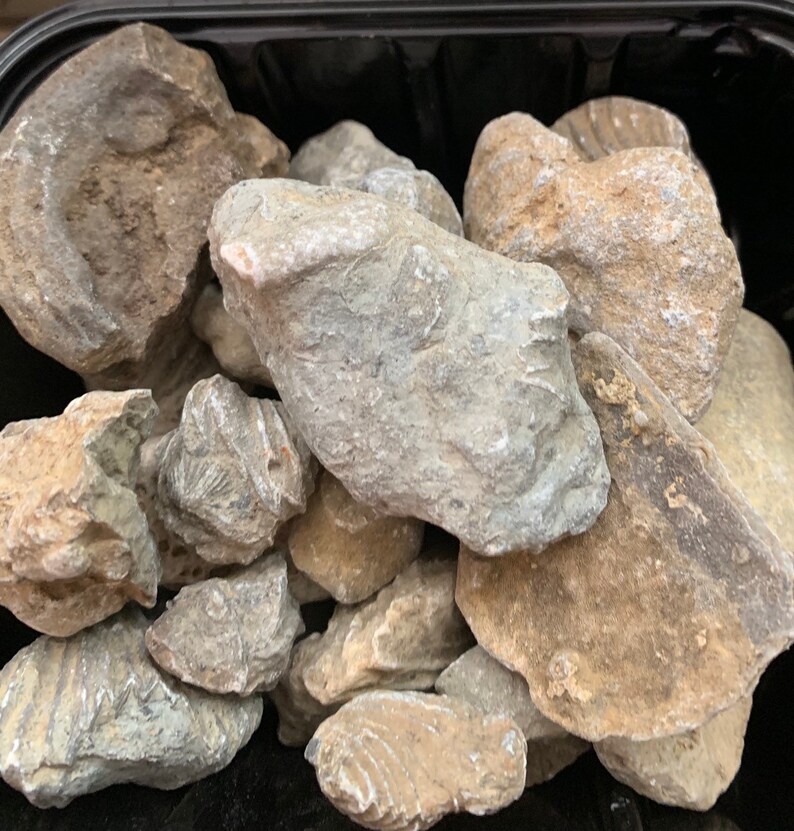 Fossils bulk Fossil Shells Wood Fossilized Stems Hand Dug Etsy