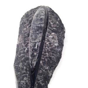 May include: A fossilized nautiloid shell embedded in a dark gray rock. The shell is a light gray color with segmented patterns, and the rock has a rough, textured surface. The nautiloid is a prehistoric marine animal.