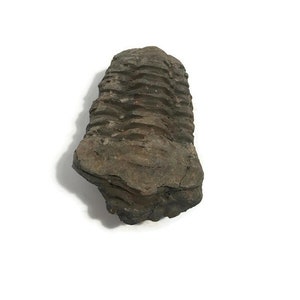 May include: A fossilized trilobite, a prehistoric marine arthropod, preserved in a dark brown rock. The trilobite's segmented body is clearly visible, with intricate details of its exoskeleton.