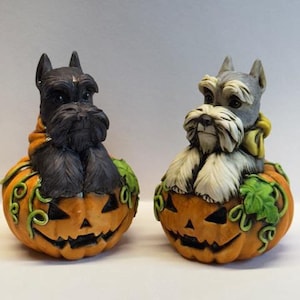 May include: Two miniature black and white schnauzer dogs are sitting on top of orange jack-o'-lantern pumpkins with green leaves. The dogs are wearing scarves and are looking to the side.