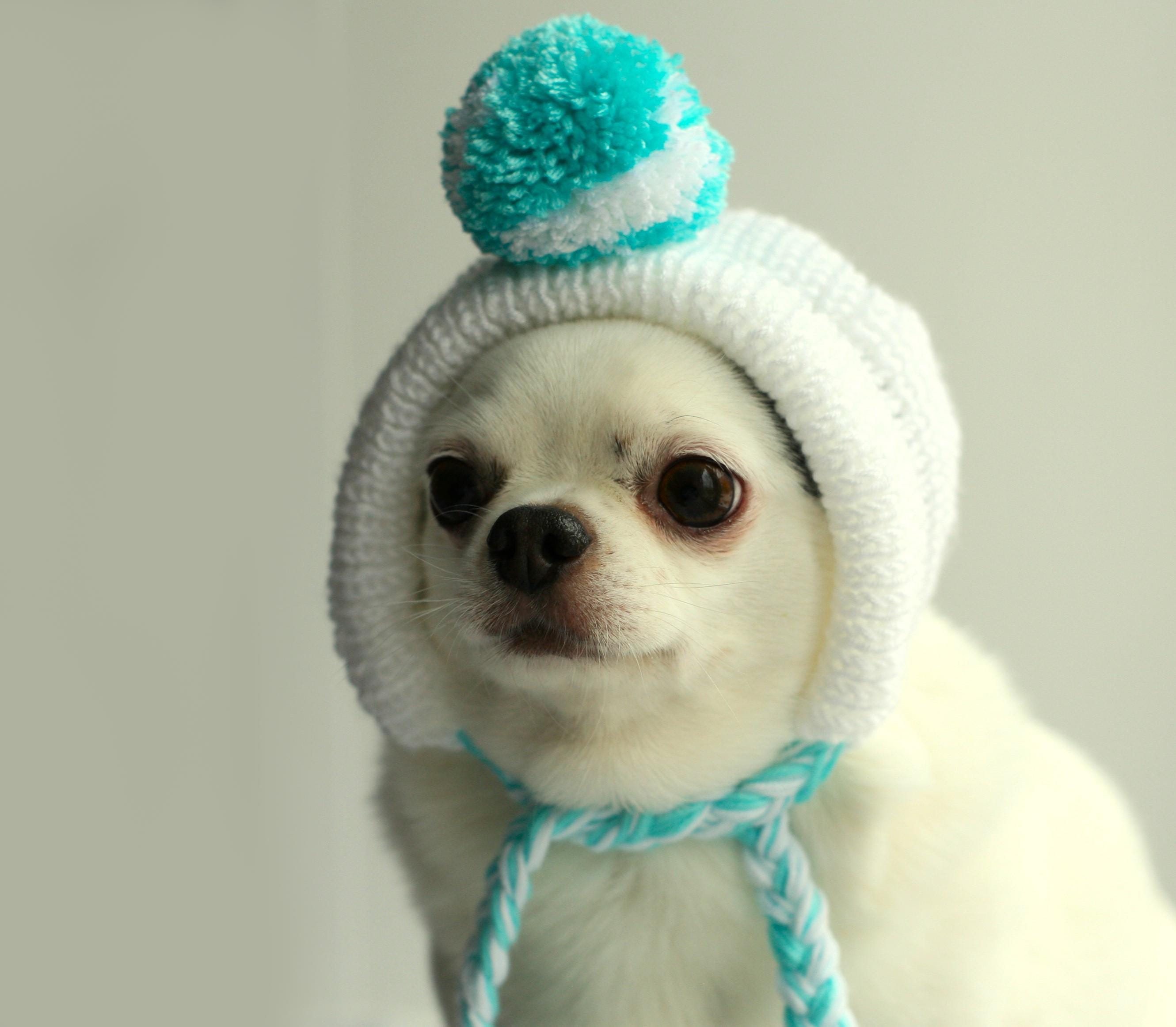 ボンネット帽子の甘い猫ちゃん アーティストベア 海外作家様 ハンドメイド ボンネット帽子の甘い猫ちゃん アーティストベア 海外作家様