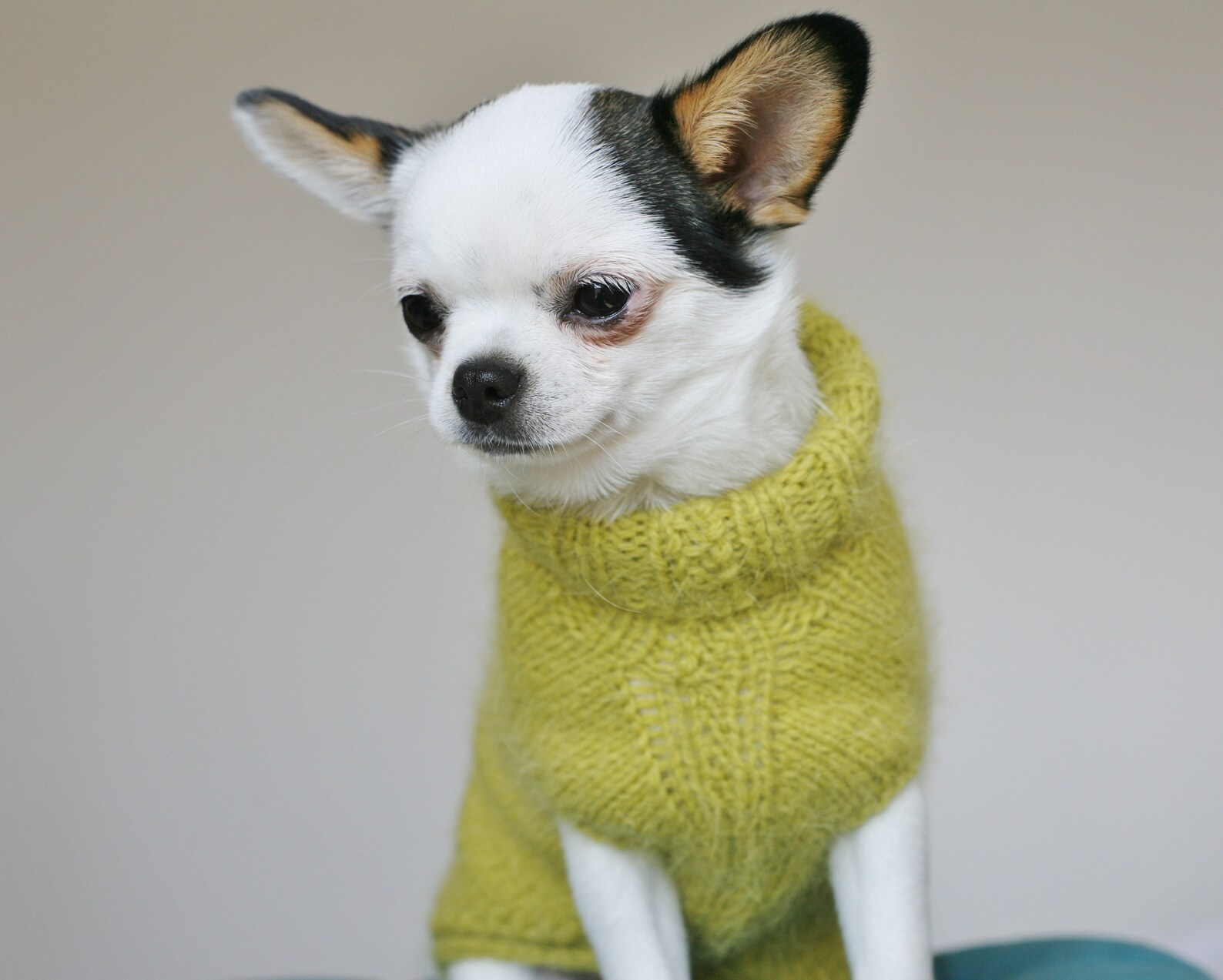PDF Knitting PATTERN Puppy Chihuahua Sweater. Dog Weight 44 Etsy